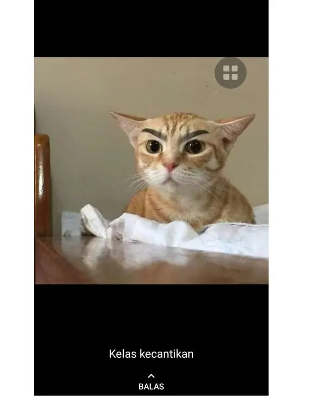 8 Potret Cocoklogi Jika Kucing Ikut Ekstrakurikuler Ini Bikin Gemas