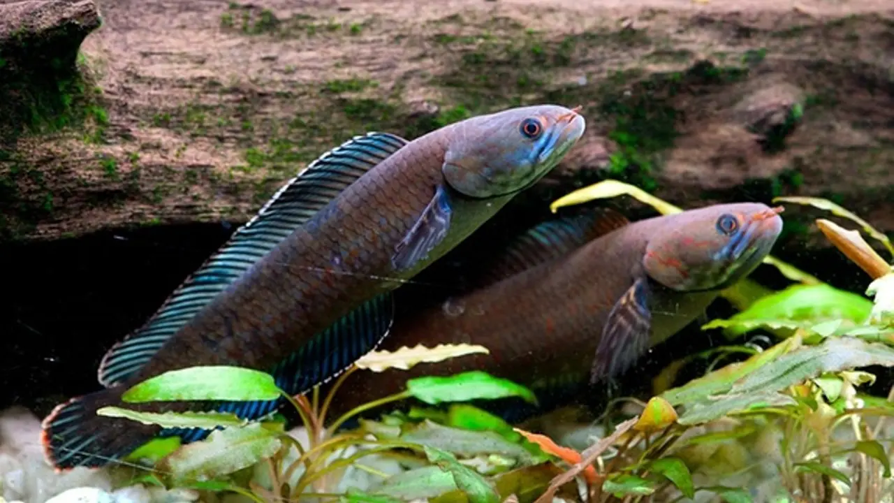 Penemuan Spesies Baru di Himalaya, Salah Satunya Ikan 'Berjalan'