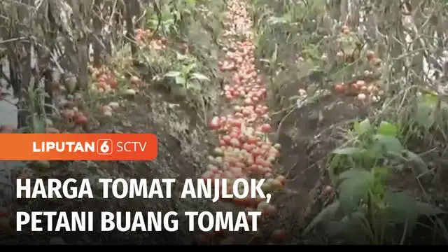 Harga tomat anjlok membuat petani di Lampung Barat, Lampung, frustasi dan membuang tomat yang baru dipanennya. Harga tomat anjlok, hingga Rp 800 per kg. Padahal harga tomat pada masa tanam mencapai Rp 7.000 per kg. Hal ini membuat para petani merugi.