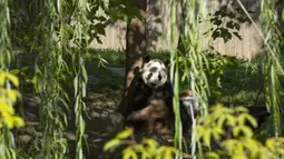 Panda Bei Bei memakan kue ulang tahunnya yang ke-4 di Kebun Binatang Nasional Smithsonian di Washington, DC (22/8/2019). Bei Bei akan pindah ke China setelah berusia empat tahun, menurut perjanjian Kebun Binatang Nasional Smithsonian dan Asosiasi Konservasi Margasatwa China.(AFP Photo/Alastair Pike)
