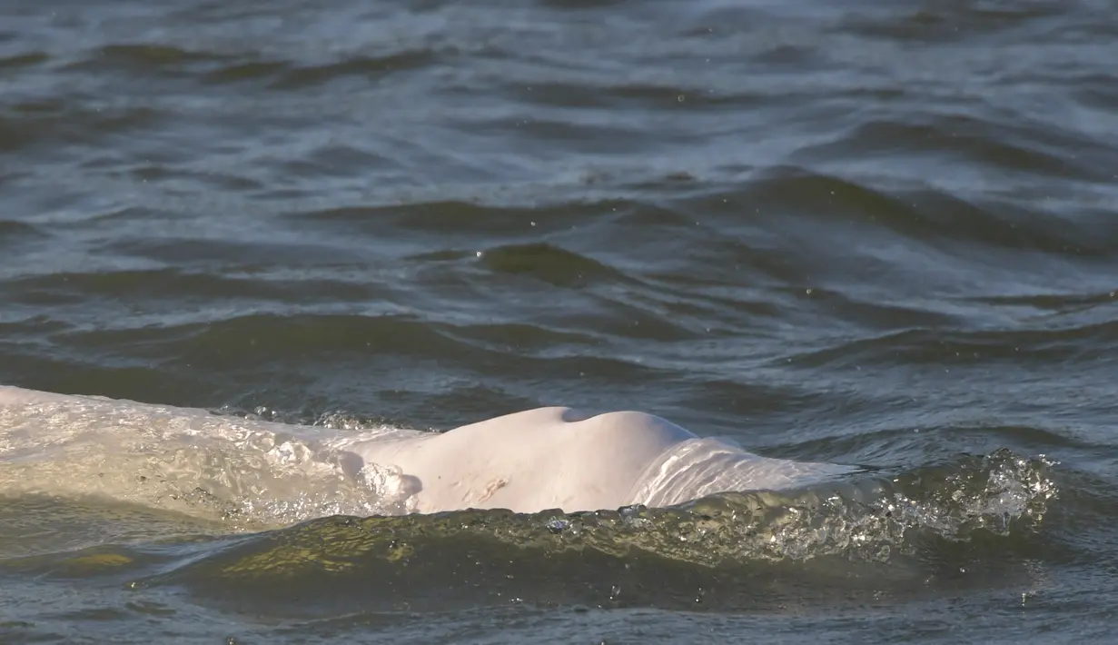 Seekor paus beluga terlihat berenang di sungai Seine Prancis, dekat kunci di Courcelles-sur-Seine, Prancis barat pada 5 Agustus 2022. Paus beluga terlihat kurus dan para pejabat takut mamalia putih itu perlahan-lahan kelaparan di jalur air yang mengalir melalui Paris dan sekitarnya. (Jean-François MONIER / AFP)