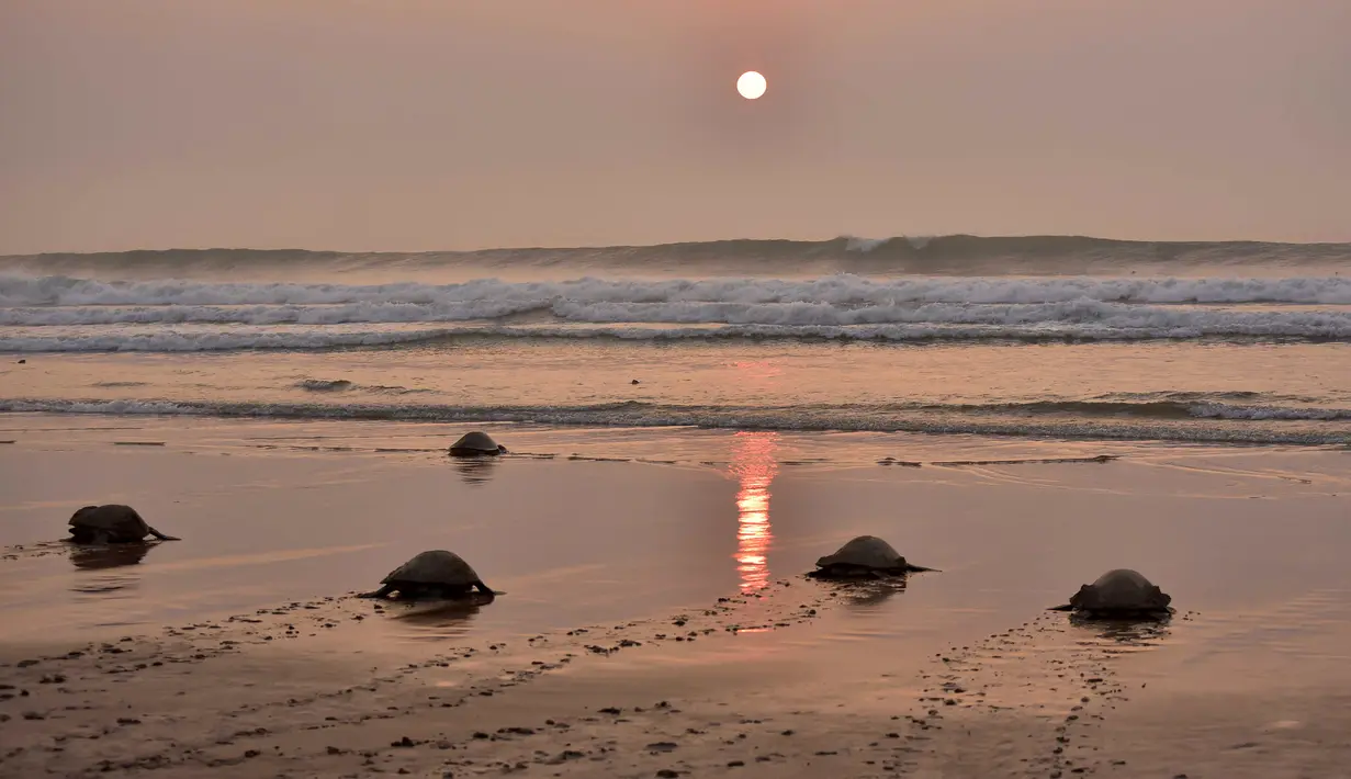 Penyu hijau meninggalkan Pantai Rushikulya usai bertelur, India, Kamis (16/2). Pantai Rushikulya menjadi salah satu pantai yang paling sering didatangi ribuan penyu hijau untuk meletakkan telurnya. (AFP PHOTO / ASIT KUMAR)