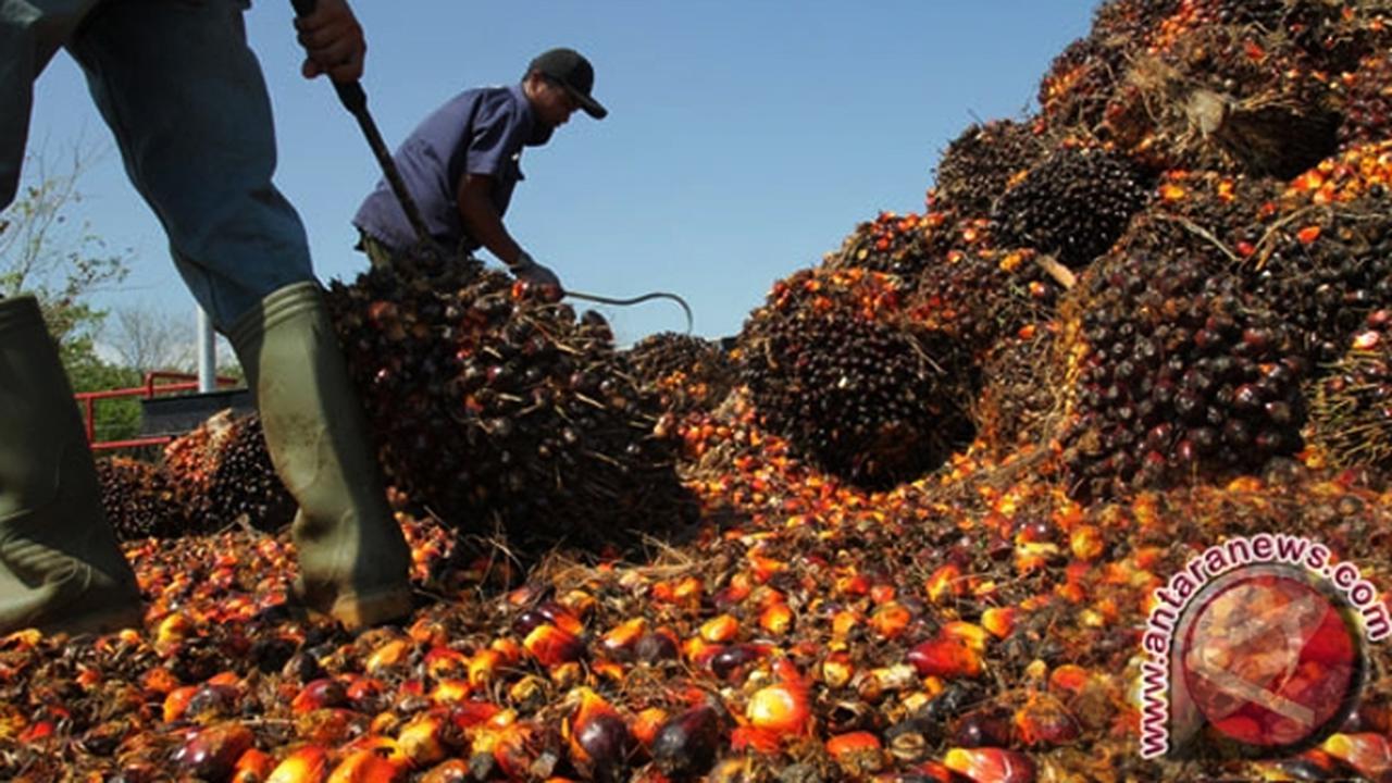 Kelapa Sawit 1