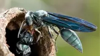 Waspada, 6 Serangga Ini Punya Sengatan Mematikan