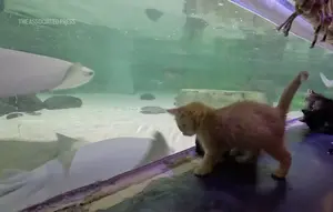 Lucunya Anak Kucing Liat Akuarium, Sibuk Ngintip Ikan hingga Tidur Siang
