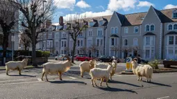 Kawanan kambing berjalan di jalan-jalan yang sepi di Llandudno, Wales utaraGerombo, Selasa (31/3/2020). Kambing-kambing liar tersebut berkeliaran di jalanan kota yang tampak lengang selama pemberlakuan lockdown dalam upaya membatasi penyebaran virus corona di Kawasan tersebut. (Pete Byrne/PA via AP)