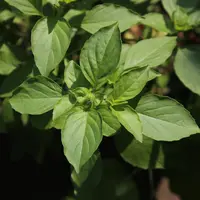 ilustrasi manfaat daun kemangi/mbizbll/shutterstock