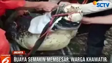 Selain memliki panjang 4,5 meter, ukuran buaya yang terus membesar hingga mencapai 250 kilogram ini justru membuat warga khawatir.