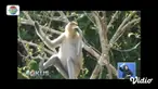 Provinsi Kalimantan Timur sebagai ibu kota baru Indonesia, mempunyai banyak potensi wisata menarik. Di antaranya hutan mangrove yang menjadi habitat asli bekantan. Nah, bekantan adalah primata endemik Kalimantan yang berhidung panjang dan berbulu cok...
