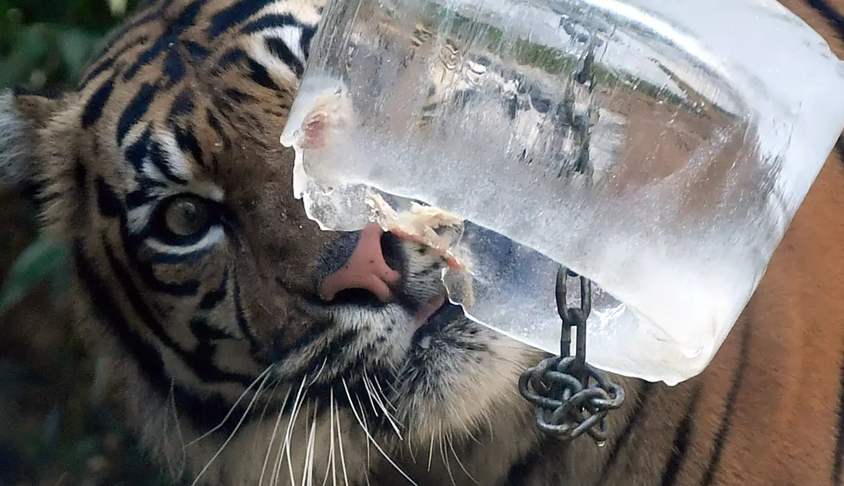 Kebun binatang Roma atau disebut Bioparco di Italia, memberikan balok es berisi sepotong daging kepada seekor harimau, 13 Juli 2016. Akibat udara panas, pihak pengelola kebun binatang berinisiatif untuk memberi es krim pada para hewan. (Tiziana FABI/AFP)