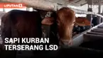 Pemeriksaan Hewan Kurban, Ditemukan Sapi Terserang LSD
