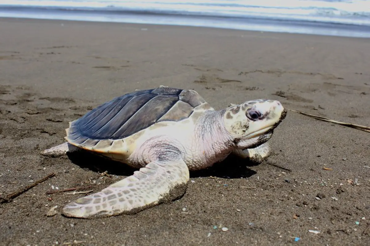 Pantai Ngagelan, Alas Purwo, Banyuwangi