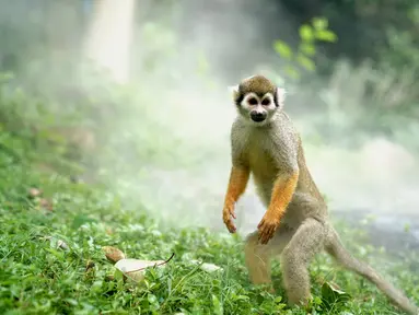 Seekor monyet tupai bermain dalam semburan air di Kebun Binatang Shanghai di Shanghai, China timur (11/8/2020). Suhu tertinggi di Shanghai mencapai 35 derajat Celsius pada Selasa (11/8). (Xinhua/Zhang Jiansong)