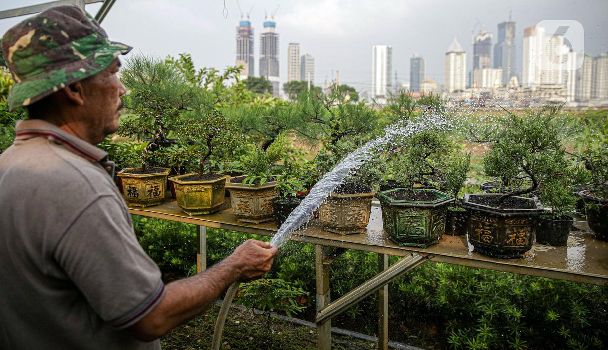 Petani menyiram tanaman di bantaran Kali Ciliwung, Petamburan, Jakarta Pusat, Senin (24/5/2021). Kelompok Mandiri Indah Tani sudah enam tahun memanfaatkan lahan bantaran Kali Ciliwung untuk bertani bersama. (Liputan6.com/Faizal Fanani)