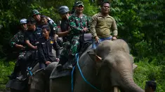 Polisi militer Indonesia dan penjaga taman nasional dibantu gajah jinak melakukan patroli keliling hutan di kawasan hutan Ulue Masen, provinsi Aceh, Sabtu (27/4/2019). Patroli keliling tersebut guna menjaga kelestarian alam dan satwa liar dari ancaman kepunahan. (CHAIDEER MAHYUDDIN/AFP)