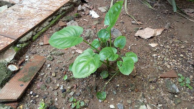 017162800_1666940960-Typhonium_flagelliforme_plant_Vitaium.jpg