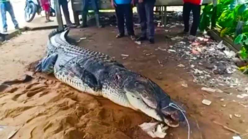 Buaya di Indragiri Hilir yang ditangkap warga bersama pawang setelah menyerang nelayan hingga tewas.