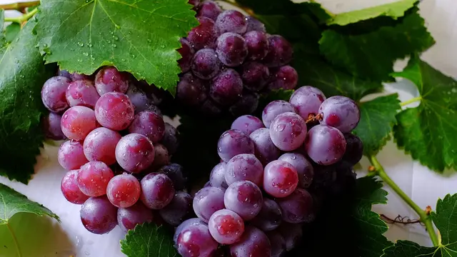 5 Tips Menyimpan Anggur agar Tetap Renyah dan Segar Lebih Lama