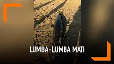 Seekor lumba-lumba ditemukan mati di bibir pantai Nusadua. Dari otopsi awal, diduga lumba-lumba mengalami keracunan.