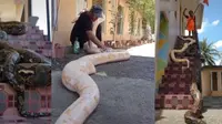 Pria dan keluarga ini pelihara lebih dari satu phyton sebesar anaconda di rumah. (Sumber: TikTok/inzaghizaraghi)