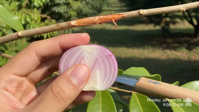 Cara Cangkok Kelengkeng agar Cepat Berakar dan Berbuah Lebat. AI
