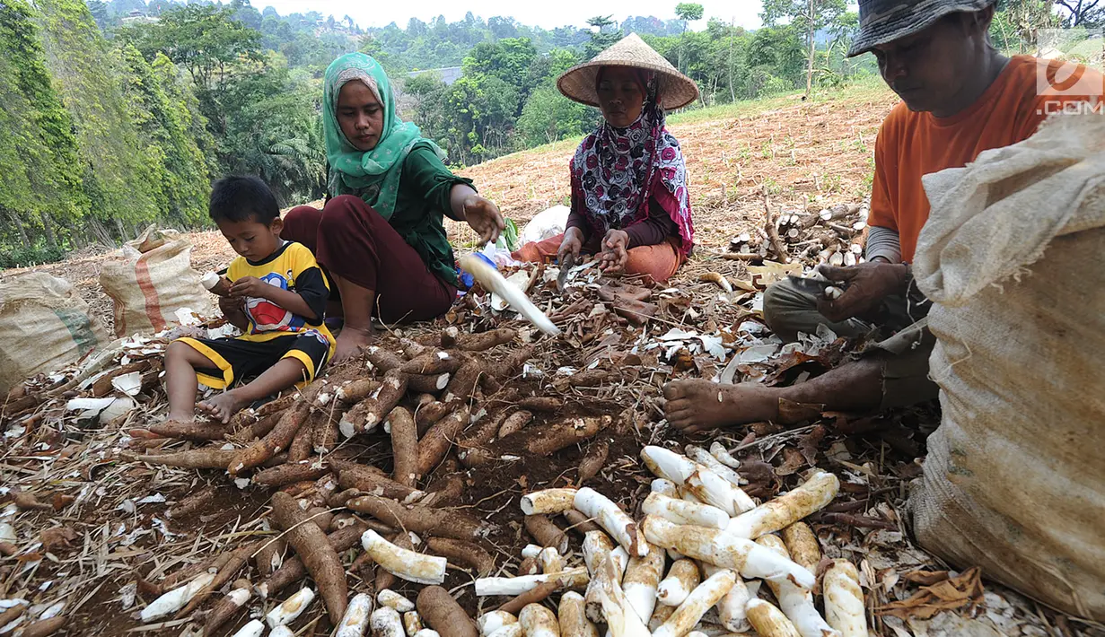 Sejumlah petani memanen singkong di kawasan Gunung Geulis, Bogor, Kamis (22/8/2019). Petani singkong mengeluhkan harga singkong sebagai bahan tapioka turun drastis di musim kemarau dari Rp 120 ribu/ pikul (70kg) menjadi Rp 60 ribu/pikul diduga akibat singkong yang melimpah. (merdeka.com/Arie Basuki)