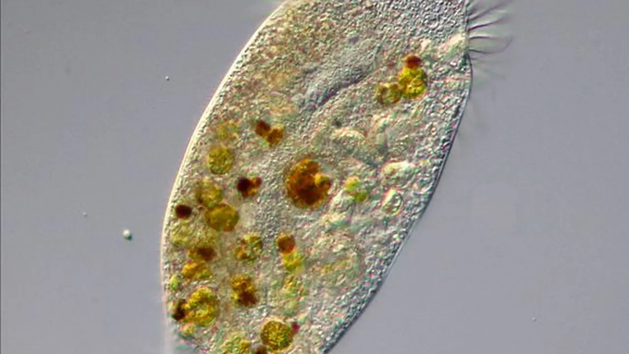 Amoeba Berkembang Biak dengan Cara Apa? Simak Penjelasan Selengkapnya