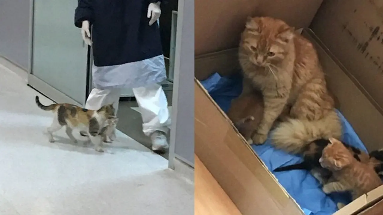 Viral Seekor Kucing Bawa Sendiri Anaknya ke Rumah Sakit untuk Dapat Perawatan