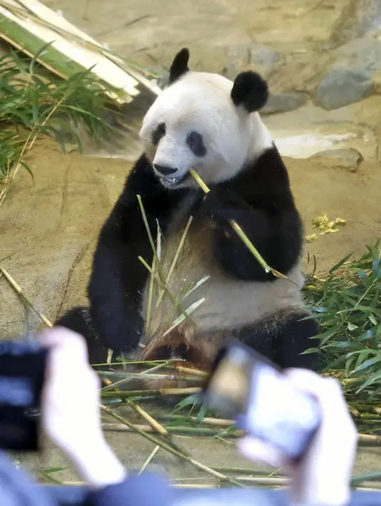 <p>Panda raksasa Xiang Xiang terlihat dalam kandang pada hari pengamatan terakhir sebelum ia kembali ke China untuk selamanya di Kebun Binatang Ueno, Tokyo, Jepang, 19 Februari 2023. Ribuan penggemar Xiang Xiang mengucapkan selamat tinggal. (Masanori Takei/Kyodo News via AP)</p>
