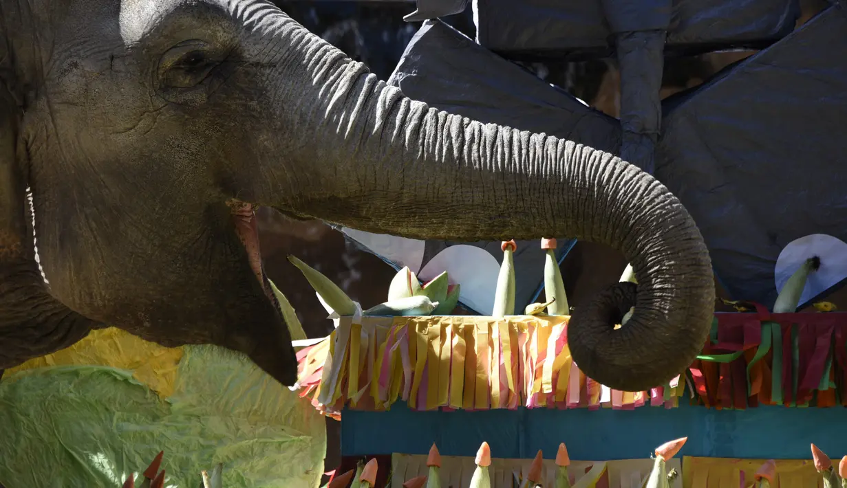 Gajah bernama Trompita menikmati kue ulang tahun yang terbuat dari buah dan sayur di Kebun Binatang Aurora, Guatemala City, Guatemala, Minggu (18/2). Trompita adalah gajah Asia yang diselamatkan oleh Kebun Binatang Aurora pada 2008. (JOHAN ORDONEZ/AFP)