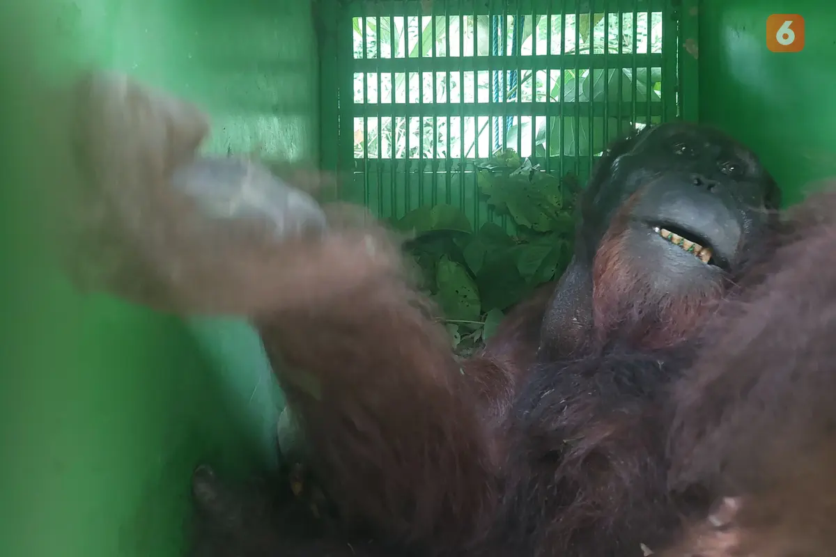 Orang Utan Translokasi