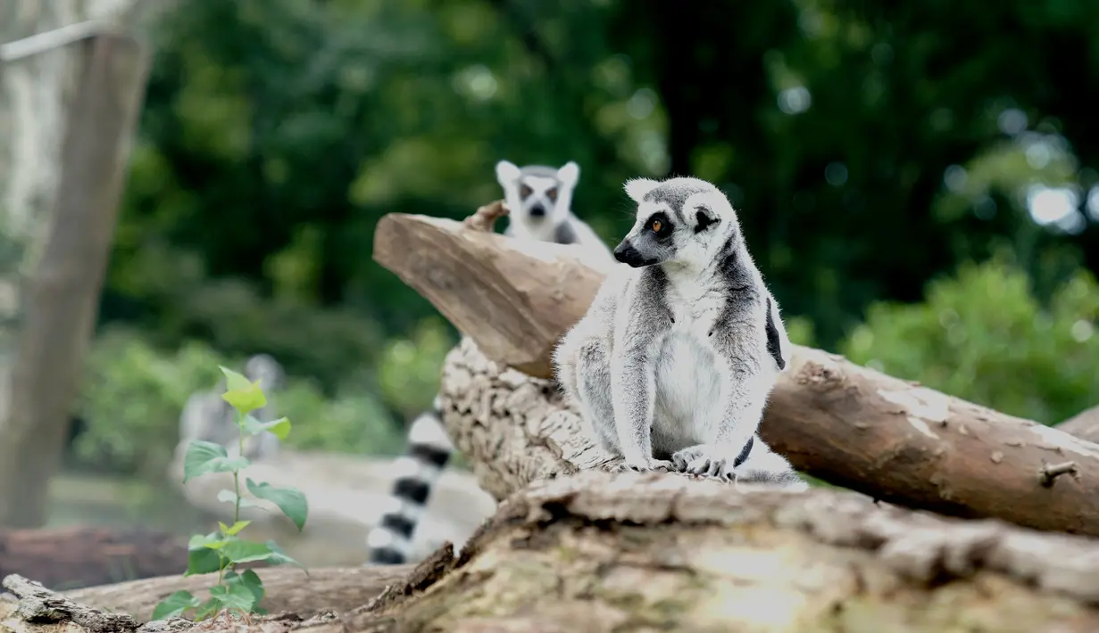 Dua ekor lemur ekor cincin bermain dalam semburan air di Kebun Binatang Shanghai di Shanghai, China timur (11/8/2020). Suhu tertinggi di Shanghai mencapai 35 derajat Celsius pada Selasa (11/8). (Xinhua/Zhang Jiansong)