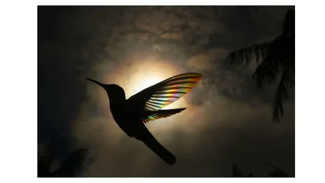 Bak Pelangi, Begini 6 Foto Indahnya Sayap Burung Kolibri Ketika Terkena Sinar Matahari