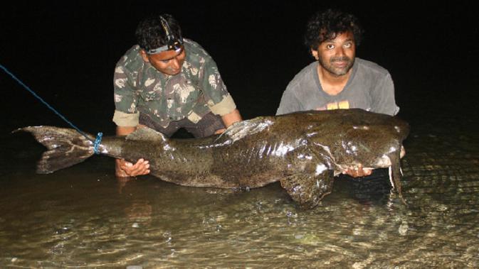 Bagarius yarrelli (Goonch) tertangkap di India. Beberapa Goonch di Sungai Kali tumbuh cukup besar untuk menyerang manusia dan kerbau air. (Wikimedia/Creative Commons)