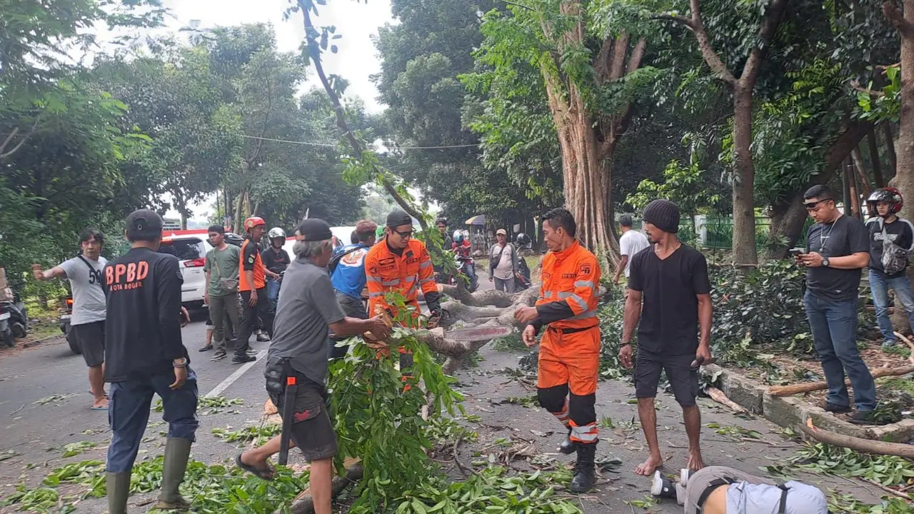 Seorang penumpang sepeda motor tewas usai tertimpa batang pohon ukuran besar saat melintas di Jalan Tentara Pelajar, Kota Bogor, Jumat (1/11/2024) (Istimewa)