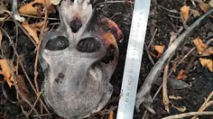 Misteri Tengkorak Orangutan di Area Konservasi Kalbar
