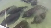 Manatee atau sapi laut di sebuah pantai di Florida. (Daily Mail)