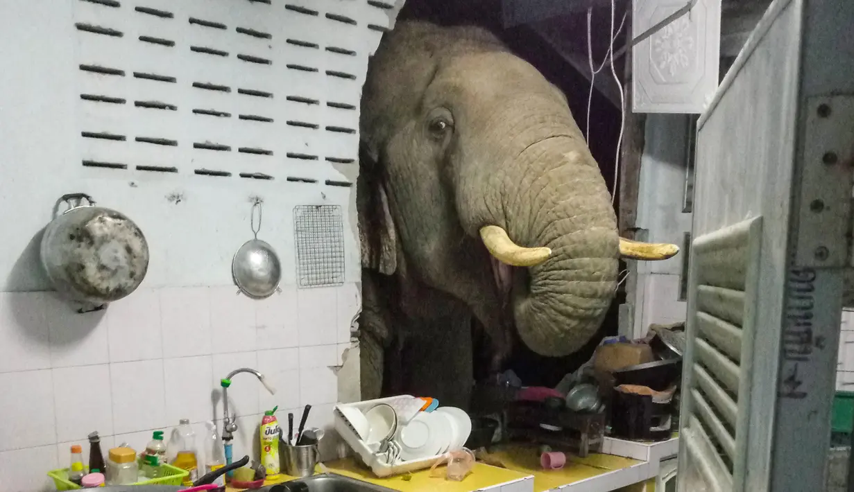 Foto yang diambil pada 20 Juni 2021 dan mendapat izin dari Radchadawan Peungprasopporn melalui akun Facebooknya pada 22 Juni 2021 menunjukkan gajah mencari makanan di dapur rumahnya, Pa La-U, Hua Hin, Thailand. Gajah memakai belalai untuk mencari makanan. (Radchadawan PEUNGPRASOPPORN/FACEBOOK/AFP)