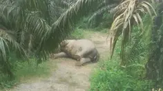 Gajah Sumatra Ditemukan Mati di Kebun Sawit Aceh Tamiang
