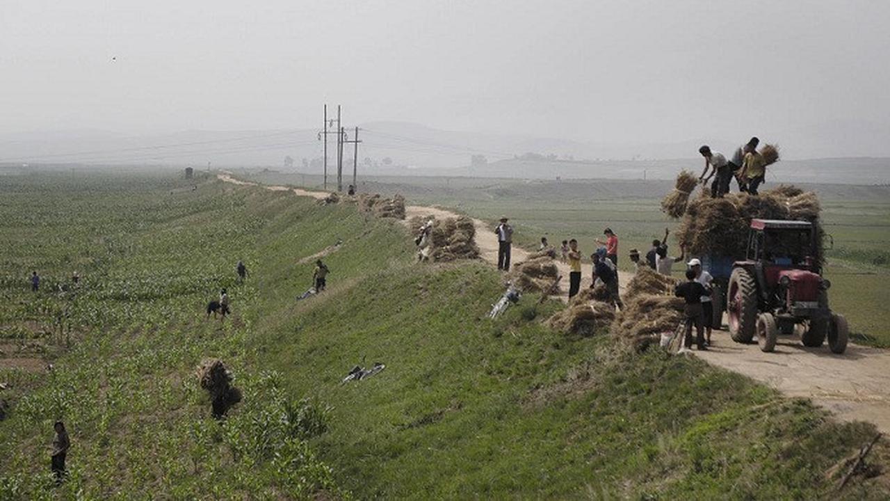 Pertanian Korea Utara (AP)