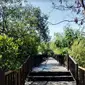 Kawasan mangrove di Surabaya, Jawa Timur (Foto:Liputan6.com/Dian Kurniawan)