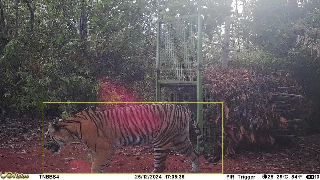 Harimau Sumatra terekam kamera pengawas berada di dekat kandang jebak milik Tim Penanganan Konflik Satwa Liar di Pesisir Barat, Lampung. Foto : (Istimewa).