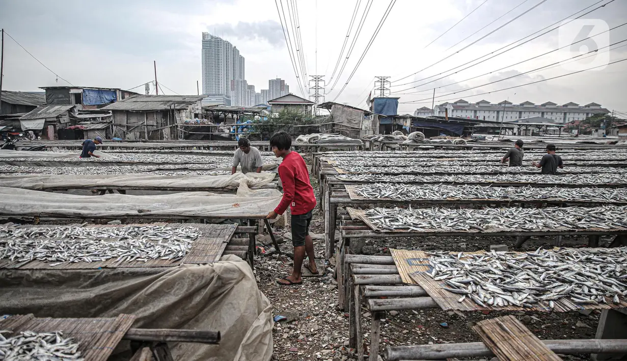 Pekerja menjemur ikan saat proses pengasinan di kawasan Muara Angke, Jakarta, Senin (26/12/2022). Nelayan mengaku produksi ikan asin di muara angke mengalami penurunan, disebabkan terhambatnya proses pengeringan di musim hujan. (Liputan6.com/Faizal Fanani)