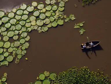 Wisatawan menaiki perahu di dekat tanaman Victoria Cruziana yang tumbuh di atas air sungai Salado di Piquete Cue, Paraguay (7/1). Victoria Cruziana atau biasa disebut teratai raksasa ini berasal dari Amerika Selatan. (AP Photo/Jorge Saenz)