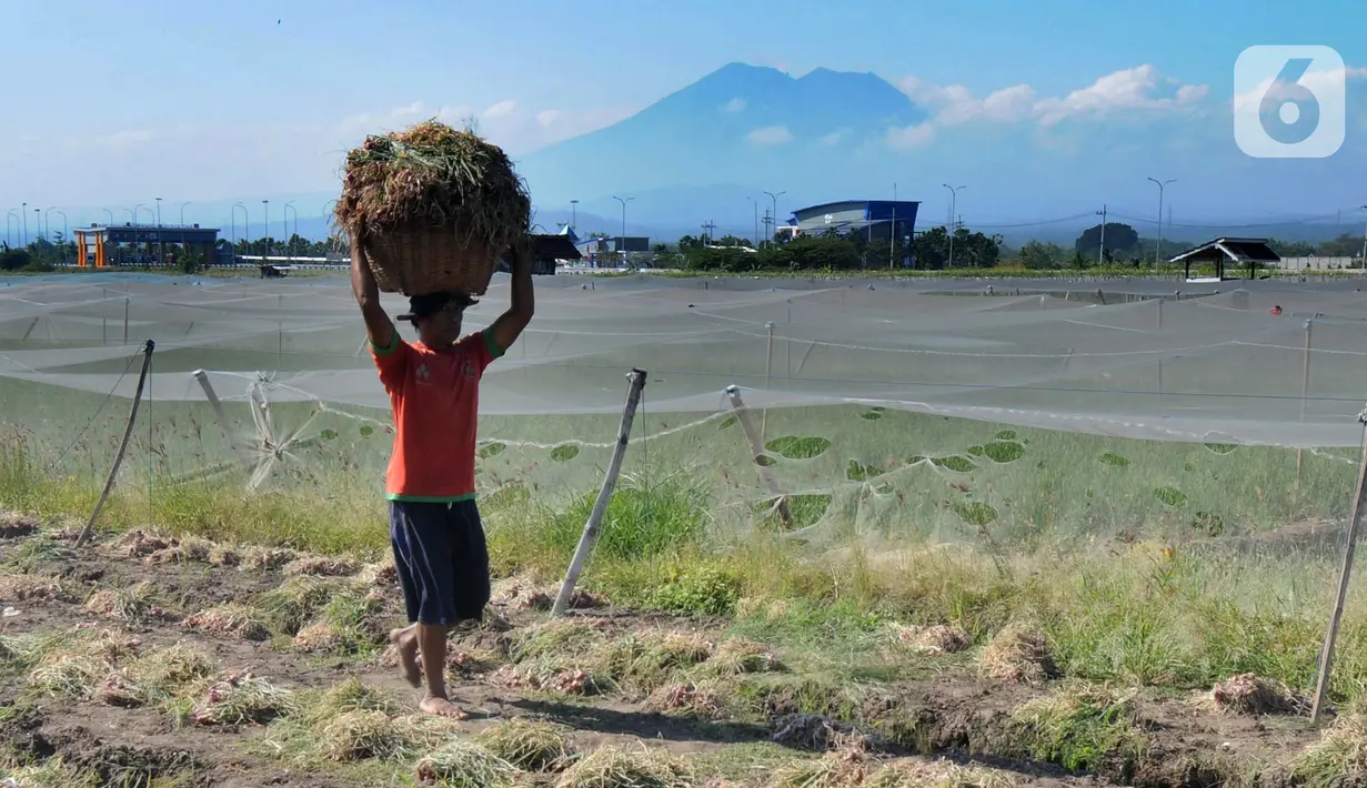 Petani membawa bawang merah hasil panen di kawasan Leces Probolinggo, Jawa Timur, Minggu (29/8/2021). Harga bawang merah di tingkat petani turun drastis dari Rp 25 ribu per kg kini hanya Rp 15 ribu per kg. (merdeka.com/Arie Basuki)