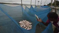 Seorang nelayan menangkap ikan dengan kelambu di Sungai Brahmaputra, Gauhati, India (AP)