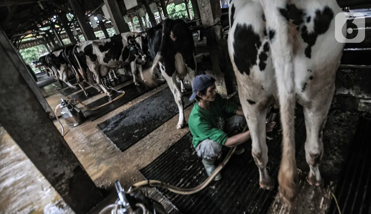 Pekerja saat menyelesaikan pemerahan susu sapi di peternakan Mahesa Perkasa, Depok, Jawa Barat, Minggu (28/3/2021). Dalam sehari, peternakan Mahesa Perkasa mampu memproduksi 1.000 liter susu sapi yang diperah selama dua kali. (merdeka.com/Iqbal S. Nugroho)