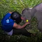 Petugas medis Balai Besar Konservasi Sumber Daya Alam (BBKSDA) Provinsi Riau merawat seekor anak gajah sumatera liar yang terluka di Siak, Riau, Rabu (16/10/2019). Gajah sumatera jantan berumur setahun itu terluka di kaki akibat jerat pemburu sehingga tertinggal dari kawanannya. (WAHYUDIE/AFP)