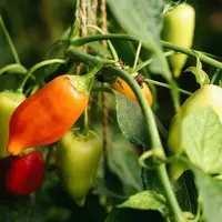 Ilustrasi Tanaman Cabai Credit: unsplash.com/Peje