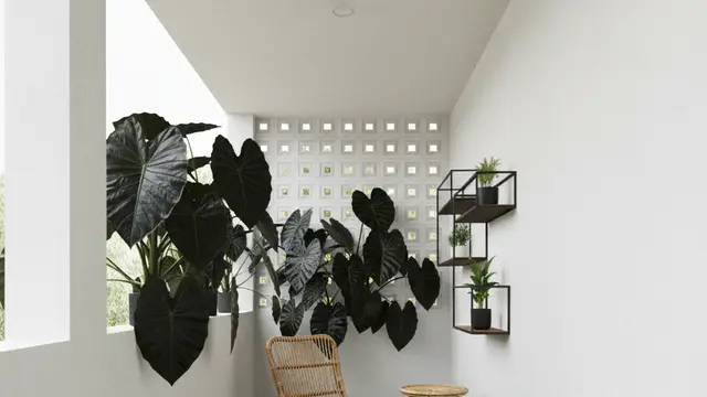 Ide Menata Teras Sempit agar Sejuk dengan Tanaman Pot Daun Lebar. AI